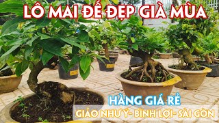 15/06. Mai Đế Đẹp Ghép Nhiều Giống Mới Cũ Đủ Loại Giá Rẻ. ☎Trang 0971.118.064