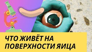 Что обитает на поверхности яйца. Смотрим под микроскопом