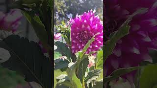 flowers show delhi amruth van behind rashtrapati bhavan #delhi #amruth van#rashtrapatibhawan