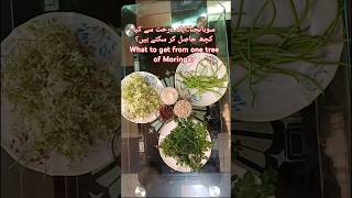 What Can you get from one Moringa Tree? |Cyber Agri Extension | Sohanjna