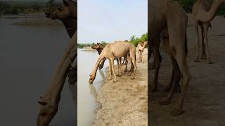 Mere onath pani pe rahe hain #shorts #camel