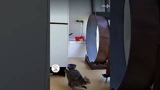 LOL, Try Not To Laugh Funny Cats Shorts Videos Funny Cats Shorts Clips 😺😂😂 -EPS1026 #cuteanimalshare