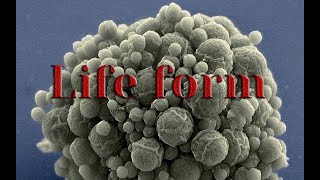 LIFE FORM