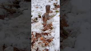 Вороны хотели отнять у Бусинки орешек🤷🏻‍♀️❄⛄🌲🌳😋🌰🐿❤#белка #белочка #squirrel #лес #природа #животные