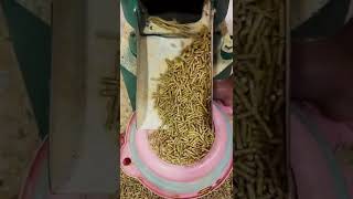 Animal Poultry Cattle Chicken Fish Feed Pellet Making Machine