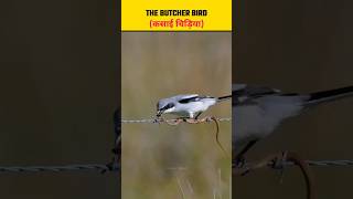 Butcher Bird (कसाई चिड़िया)🤯 #shorts