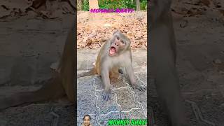 Bhai mere paise kab dega tu 😆 #short #funny #bandershort #monkey #funnymonkey #funnymonkeydubbinng