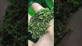 Mossy Frog