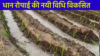 धान रोपाई की नयी विधि, छप्परफाड़ पैदावार । Paddy transplanting on ridge