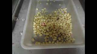 Garlic Peeling Machine