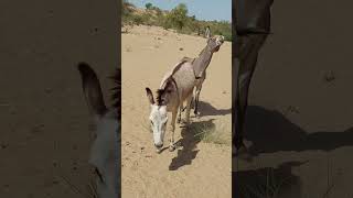 beautiful donkey  #donkey #animalphotos #ytshortsvideo #ytshort #cuteanimals #animals