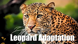 Leopards| Leopards Adaptation| Adaptation In Leopard| Adaptation In Animals| #leopards #leopard