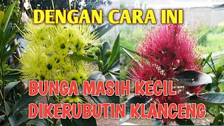 Agar Klanceng mau hinggap di Bunga || Bunga masih kecil jadi Rebutan!