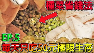 【冠哥省錢大作戰】EP.5:準備長期抗戰階段🔥目標最後一天吃牛排🔥先來狂種豆芽菜省錢！【50元極限生存】