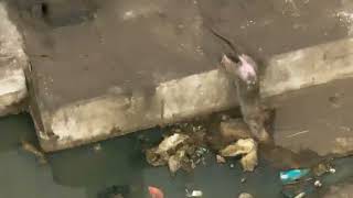 Lonely NYC Subway Rat 🐀 Taking A Bath on the 6 line