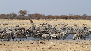 Africa Animals 4K: Survival of Wild Animals in Ngorongoro National Park