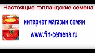 Посадка кабачков с Октябриной Ганичкиной  Голландские семена кабачков