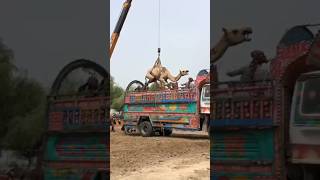 Camels loading part 103 #camel #youtubeshorts #animals #youtube #shorts #shortsvideo