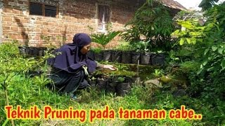 teknik pruning pada cabe | manfaat pruning pada cabe #bertanam #bertanamsayur  #bertanamcabe