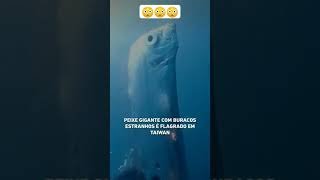 Peixe remo gigante ,🐠 do apocalipse é visto em mar de Taiwan e população   foge com medo de terremo