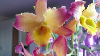 Dendrobium Oriental Smile