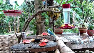 Various tropical birds at BirdSouls Colombia Bird Feeder 1 10/3/2024