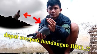 MINGGU BERKAH..DAPAT MERPATI BANDANGAN !!