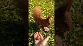 🐿️ It knows I'm coming🎉#animals #squirrel #mylife #shorts #동물 #feed #松鼠 #动物 #cute #wild #spring