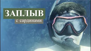 САРДИНЫ ПРЕКРАСНЫ НЕ ТОЛЬКО В КОНСЕРВАХ | Напалинг риф. Панглао. Бохол. Филиппины