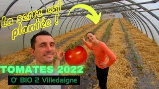 On plante et on paille les tomates sous serre pour 2022