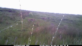 Plotwatcher Pro Timelapse fox cubs