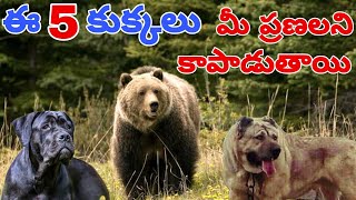 TOP 5 DOGS THAT CAN DEFEND YOU FROM WILD BEARS