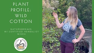 Plant Profile: Wild Cotton, Cotton Root Bark - Florida Native Plant Herbalism