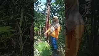 Pergi ke Kebun Melihat Pisang