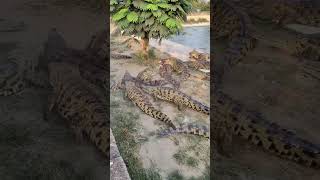 The weak will eat the strong  #halfcrocodile #crocodile farm # Please do not imitate dangerous actio