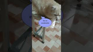 Zenga Curious Restless Persian Cat | Cant sit in one Place more than few Seconds | Funny Cat #shorts