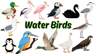 Water Birds | Water Birds Name for Kids | Water Birds Vocabulary | Water Birds Learn For Kids