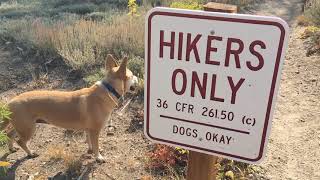 Mt. Rose Waterfall: Amazing Places to Brush Your Dog #8