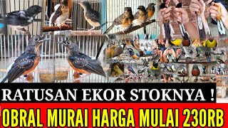 🔴 AWAL BULAN STOK RATUSAN EKOR ! OBRAL MURAI TRAH PANJANG MULAI 230RB'AN 0838-7553-6945