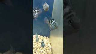 beautiful zebrafish // nice fish zebra