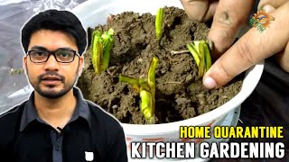 It's Time to Start Kitchen Gardening | Home Quarantine