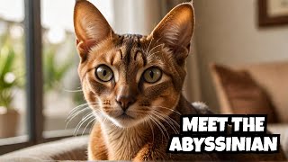 The Enigmatic Abyssinian: A Cat Like No Other