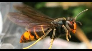 Woman dead, four people in hospital after Asian hornet attack