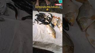 Monsoon Special Fishes 🐠 Must Watch the Video 🐟 #shorts #viralvideos #viralshorts