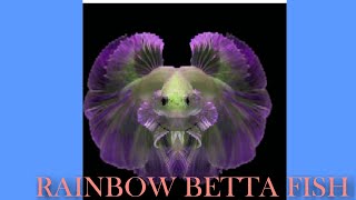 RAINBOW COLOURED BETTA ||RARE BETTA FISH ||MOST EXPENSIVE BETTA||