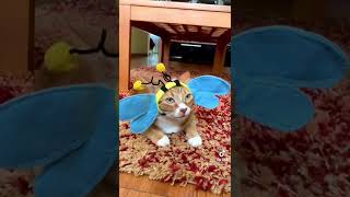 El gato abeja existe…