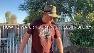 How to Get Water to Your Tree Roots