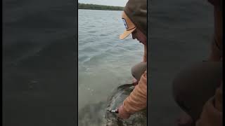 Gator release arroyo City #shorts #outdoor #shortfishing #texas #pesca #adventure #fishing