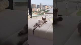 POV: Quando provo a svegliarmi. POV: When I try to wake up. #LOL #CATS #FUNNY #FUNNYVIDEO #FUN #pov