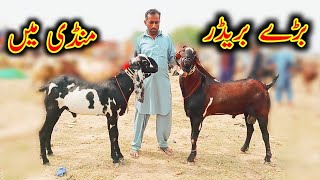 Biggest breeder mandi|Sahiwal mandi update|Top class breeder